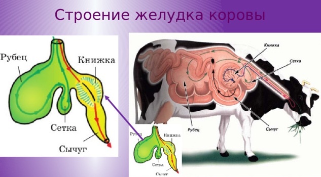 фото из сети https://multiurok.ru/files/vnutrennee-stroenie-mlekopitaiushchikh.html