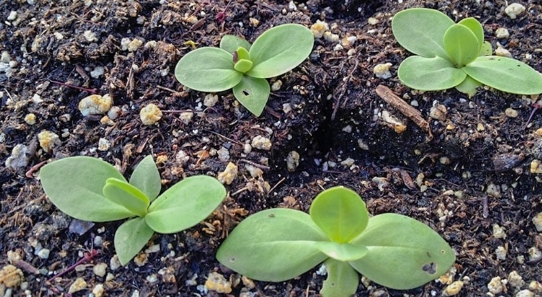 Что можно посадить в январе 2026 года: лунный посевной календарь садовода-огородника