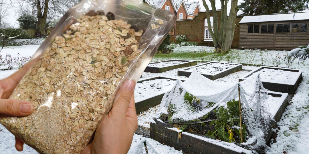 Проверил, реально ли пачка овсянки заменяет 25 килограмм навоза (почва уже не будет прежней)