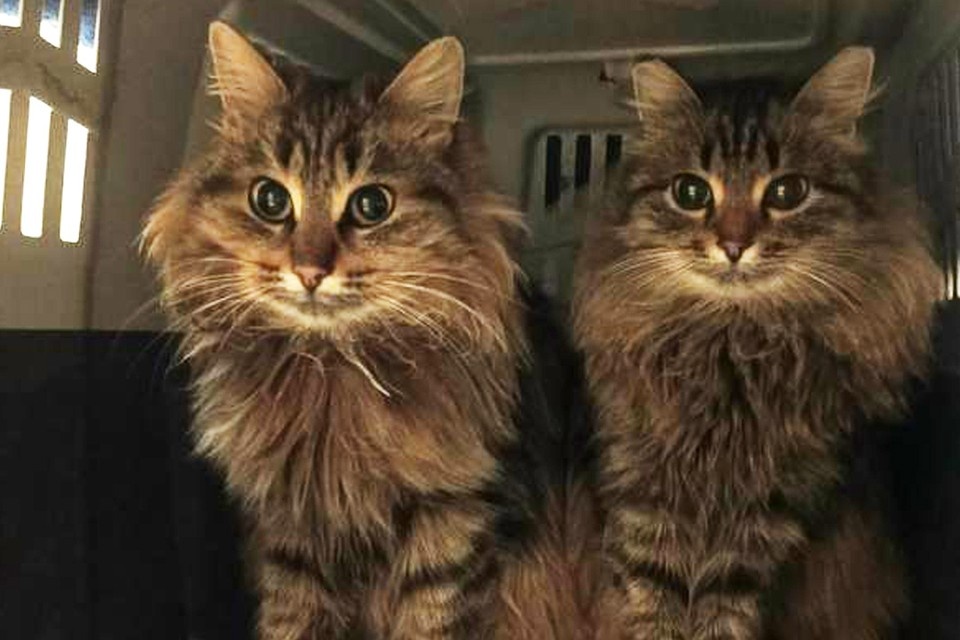    Маму с дочкой бывшие хозяева вывезли в лес - замерзать. Фото предоставлено пермячкой Ольгой.