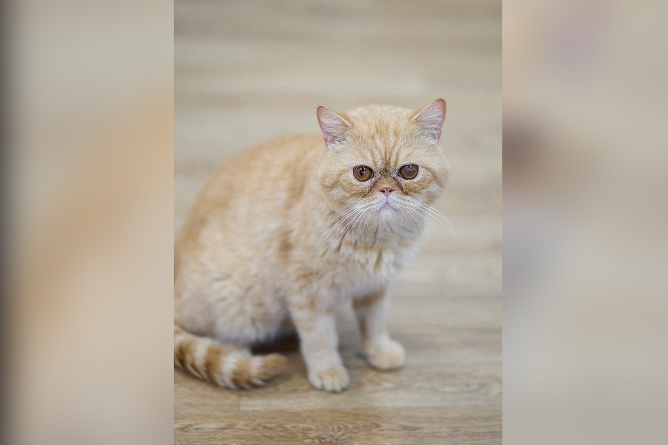    По паспорту экзота Дему зовут Домовенок. Фото: ВК Счастливый хвост. Помощь кошкам. Пермь.