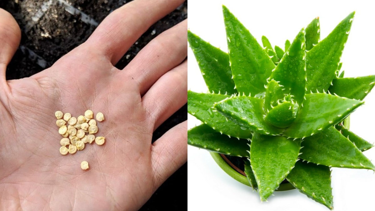 Просроченные семена и алоэ - главные герои эксперимента