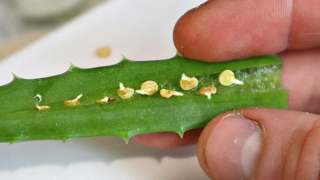 Обработка просроченных семян соком алоэ