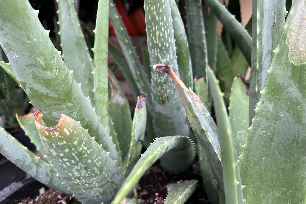 Ожоги на алоэ