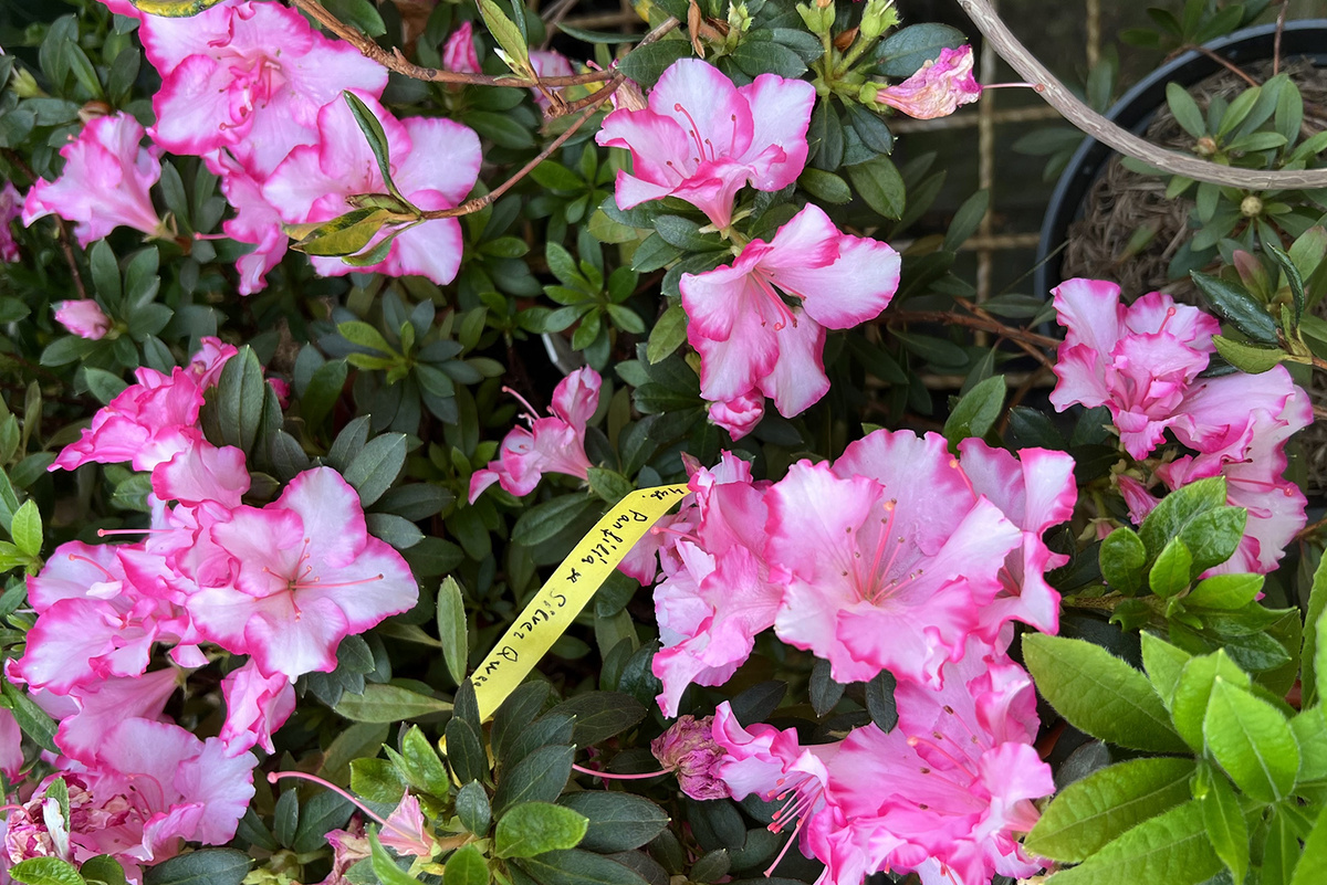 Азалия закладывает цветоносы только при пониженной температуре. В обычных комнатных условиях цветочные почки не формируются