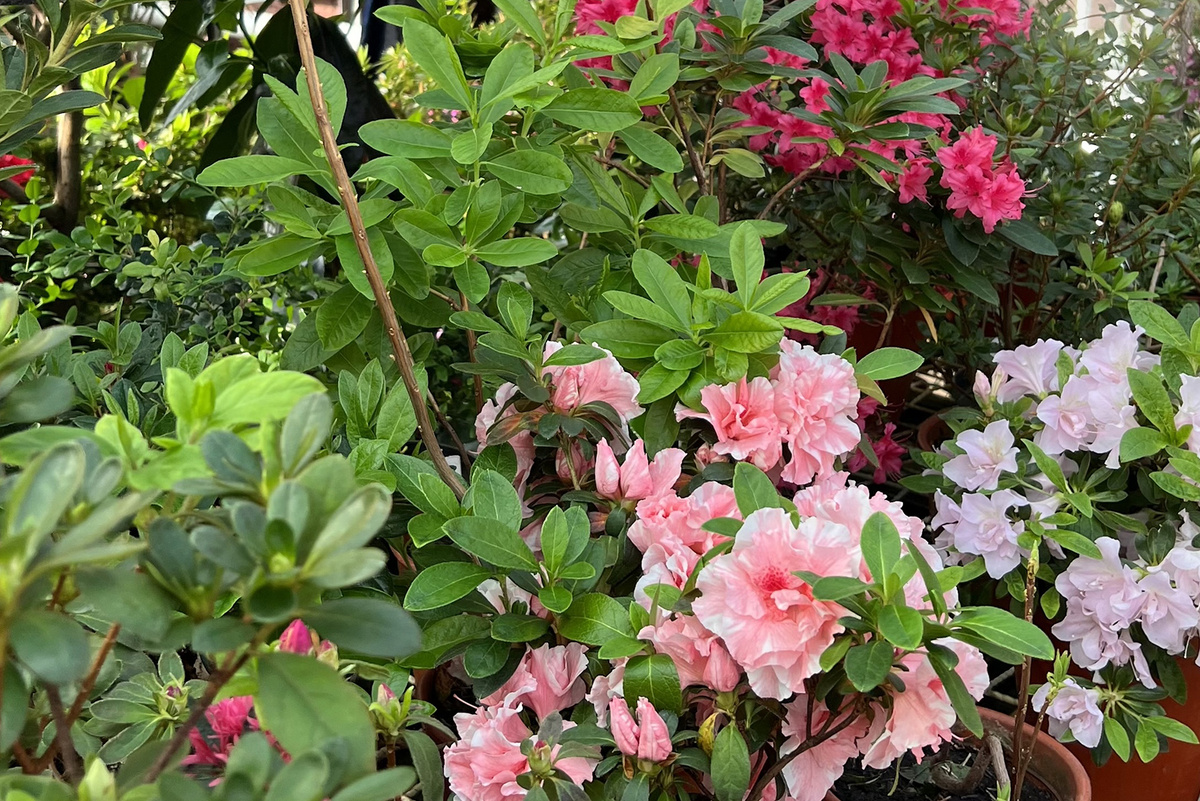 В теплицах, где света достаточно, подсветка не обязательна