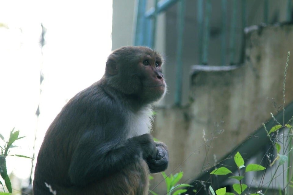    Фото: pixnio.com Василий Шеин