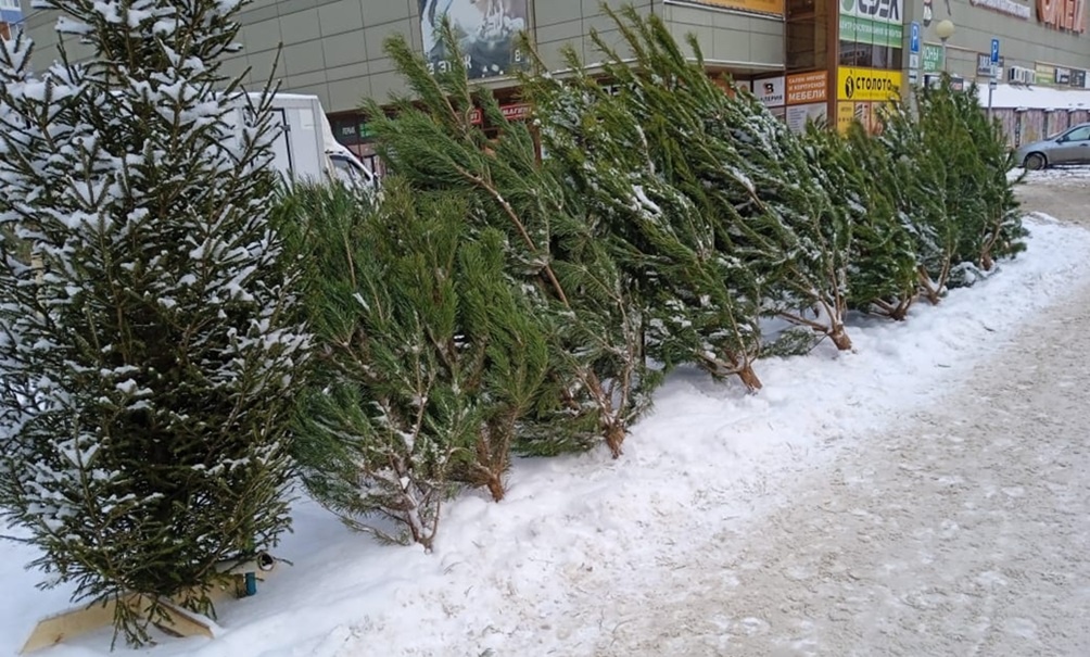    Елочный базар в Тольятти, фото автора