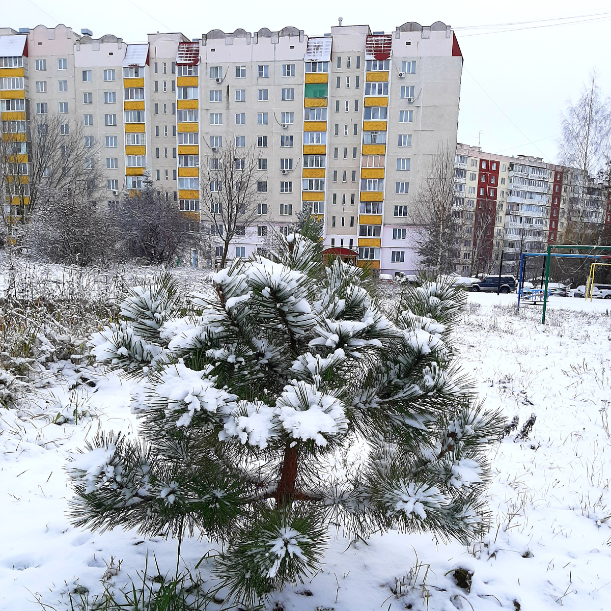 Та же сосёнка утром следующего дня.