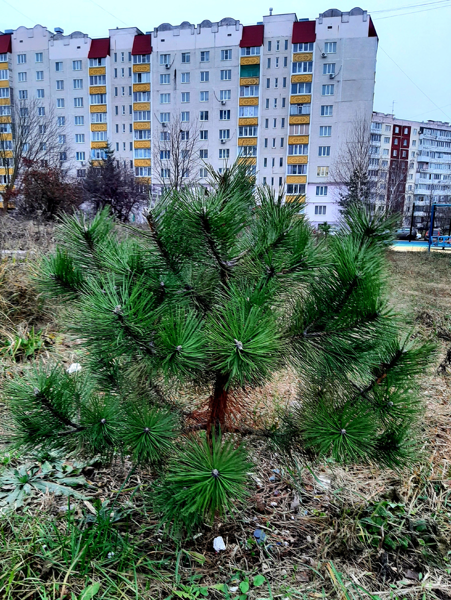 Молодая сосёнка нашего двора