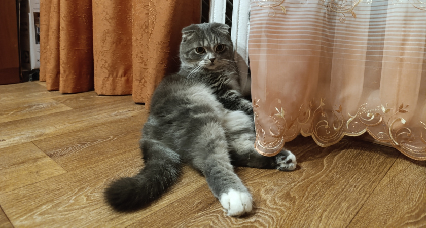    Фото: progorod43.ru