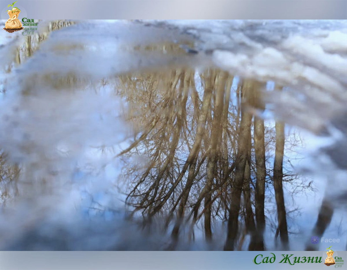 Зачем растениям нужна оттепель