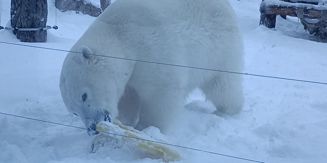 Новогодний зоопарк в Новосибирске, удивили ёлка и горка. Успели найти манула до закрытия.