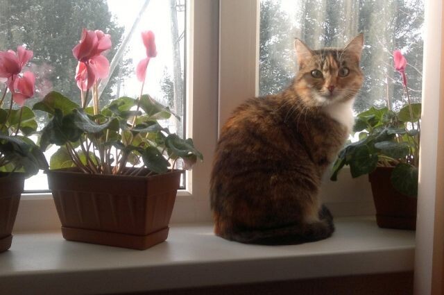    Квартиры и дома россиян украшают как минимум несколько десятков видов цветов.