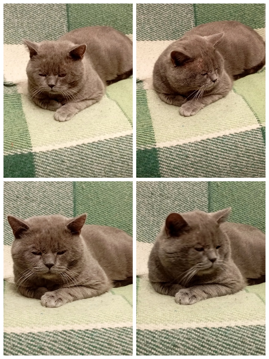 Вот такой важный парень Дымок