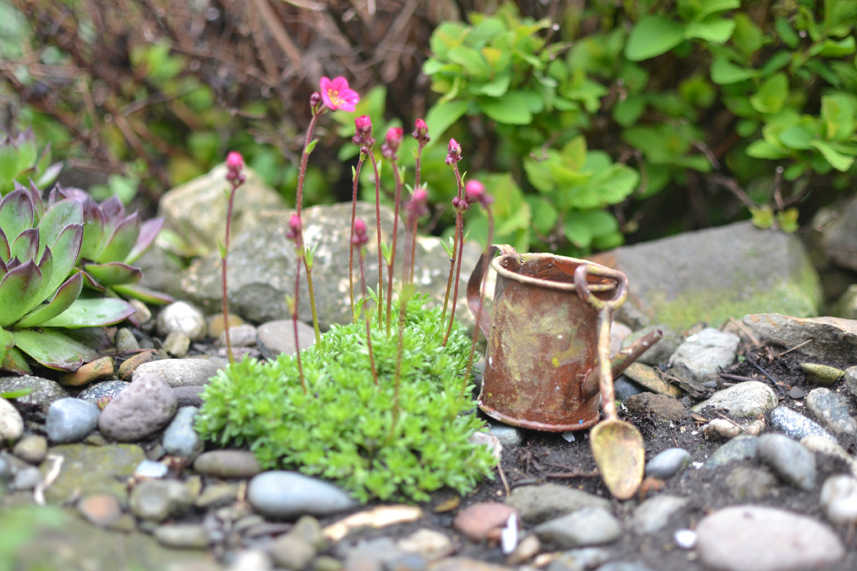 Камнеломка Арендса