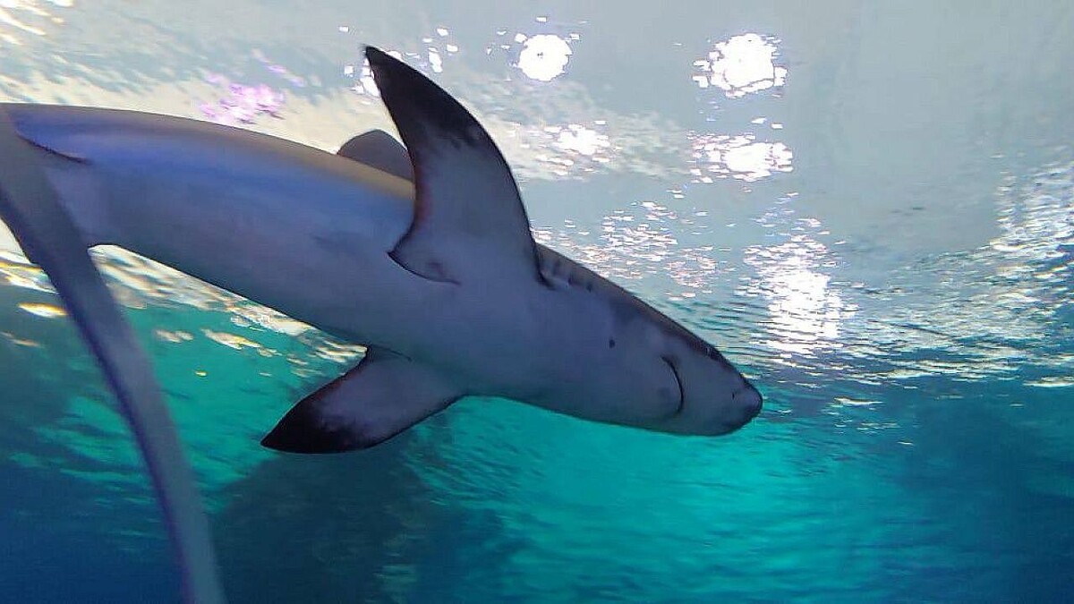    Фото: телеканал «Краснодар»