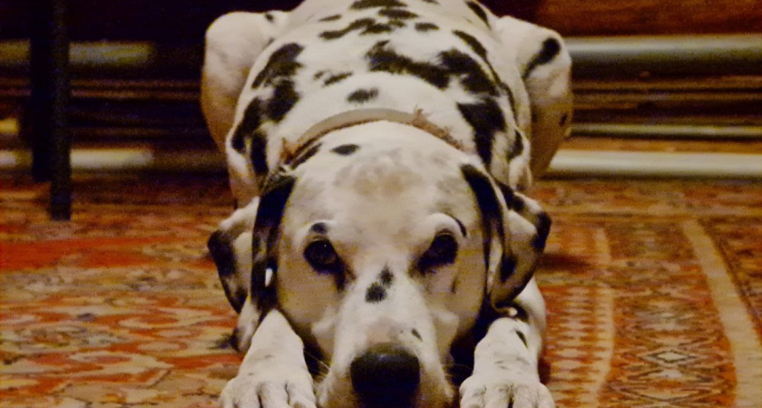    Фото Анастасии Дмитриевой