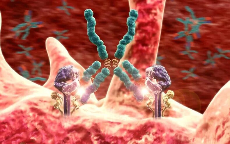 Как устроены аутоиммунные заболевания — и почему тело иногда начинает „ошибаться“