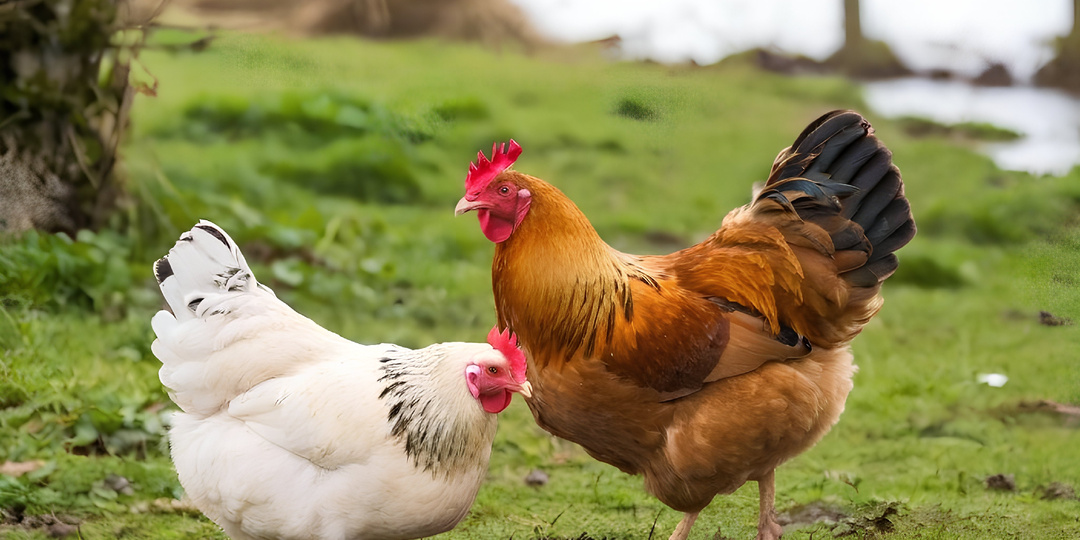 Вредно ли курам зерно и хлеб: анализ спорных продуктов в рационе.