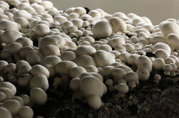    Фото: Минсельхозпрод Московской области