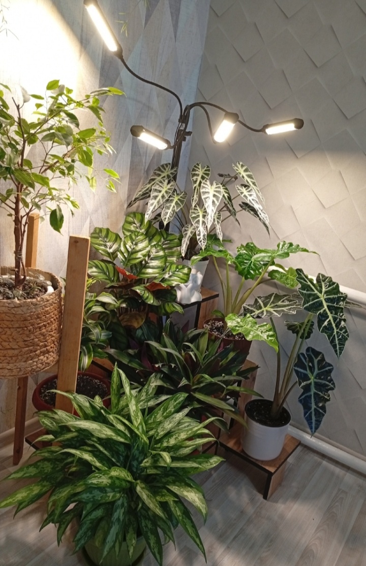 Сейчас вы можете насчитать только три алоказии. Но в течение полу года подрастут Регал и Жаклин, а в ближайшие месяцы нового года постараюсь купить крупненькую Кукулату, чтобы она не отставала в росте.