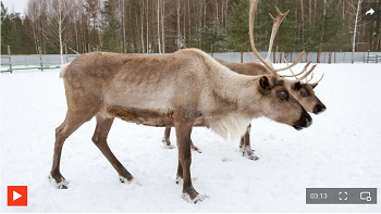 Из цитируемого источника