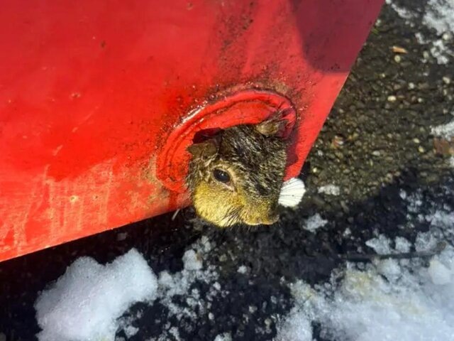    Фото: binghamtonhomepage.com