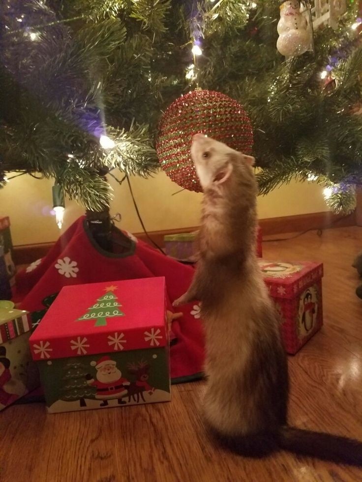 Источник: pinimg.com