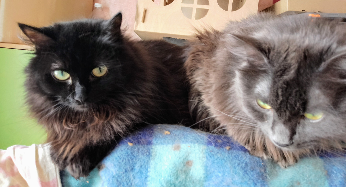 Лада и Варя