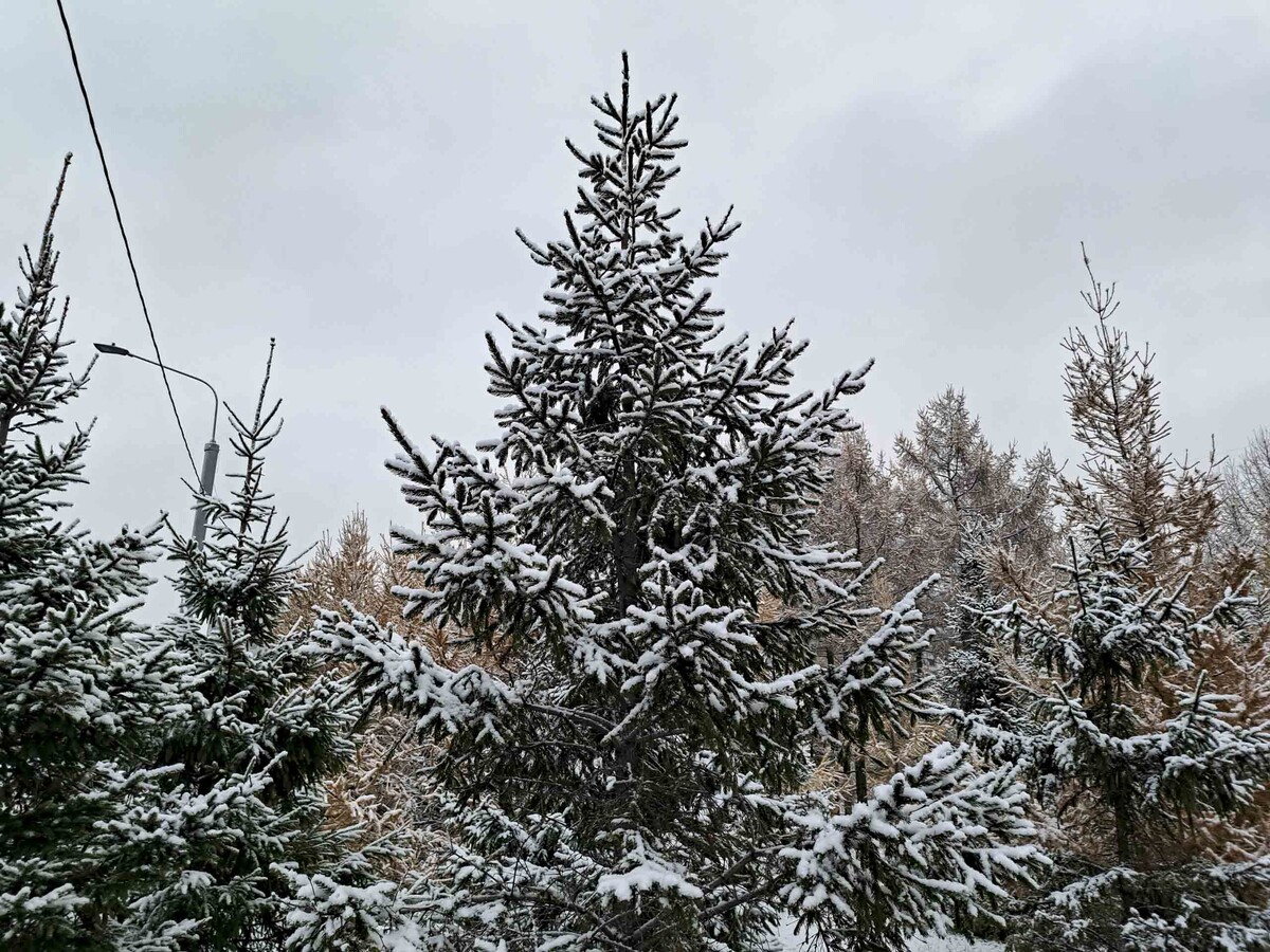 Точки сбора будут работать до 31 января.  Фото: ФедералПресс / Вера Романескул