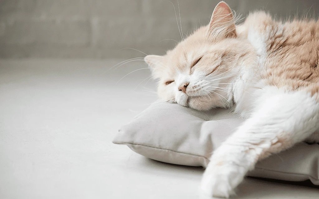 Фото из Интернета. 