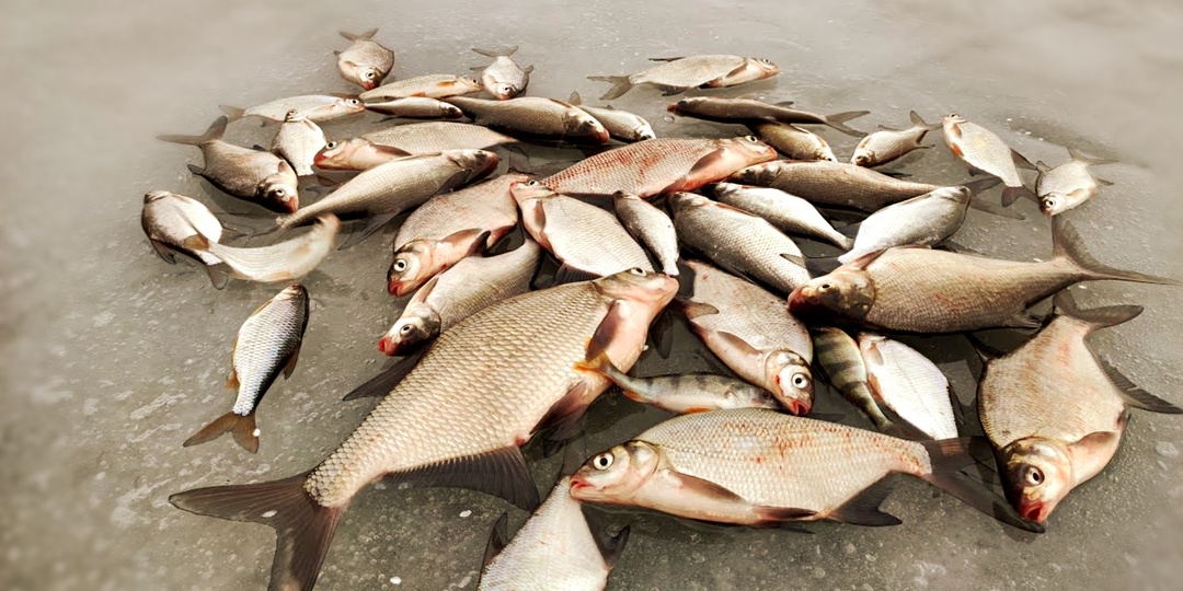 Тактика «Рыбный конвейер»: ловим без пауз и затишья. 3 лунки работают лучше одной. Проверено зимой