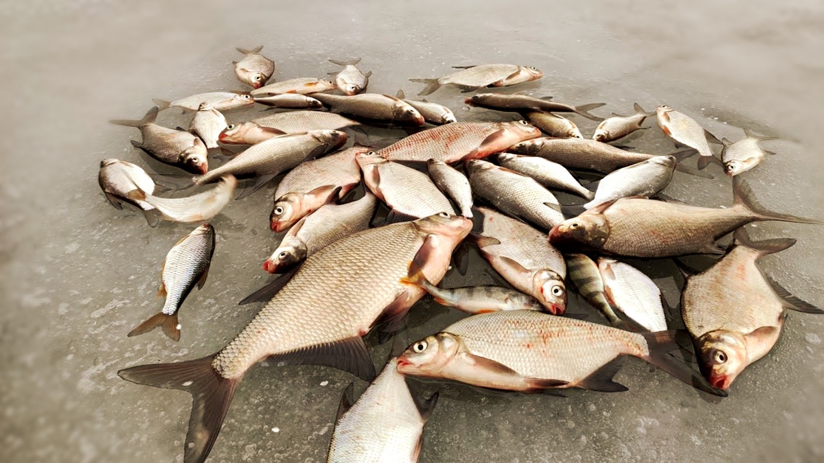 «Рыбный конвейер» Плотва или лещ не будут стоять под вами вечно