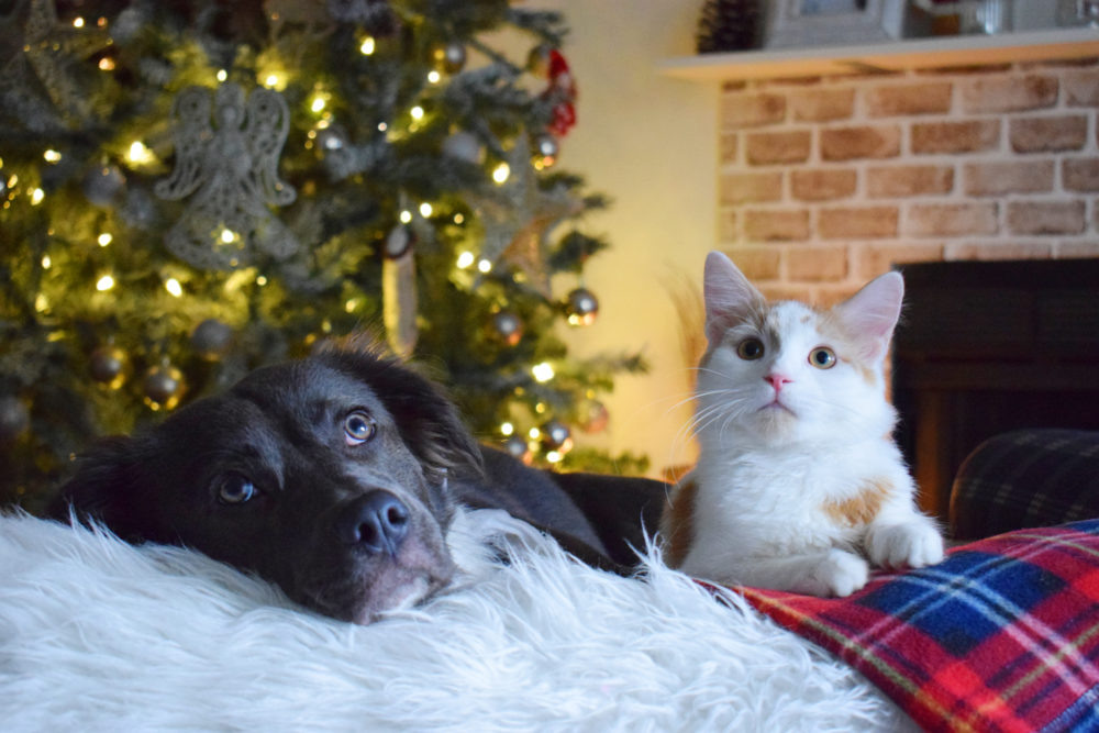 источник фото: https://palmettoanimalleague.org/wp-content/uploads/2018/06/SOSC-2017-1-e1530296210751.jpg