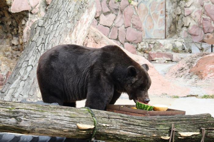 Обложка © Telegram / Московский зоопарк 