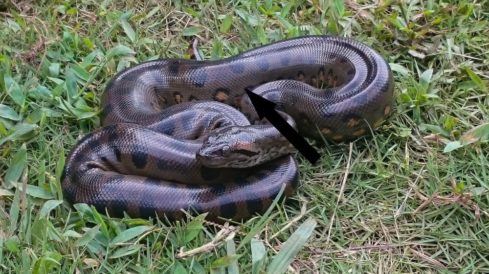    Почему анаконды не меняют размер с миллионами лет и что это значит для науки