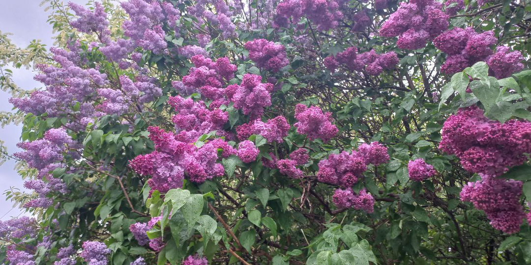 Муж-недотёпа. Глава 9.