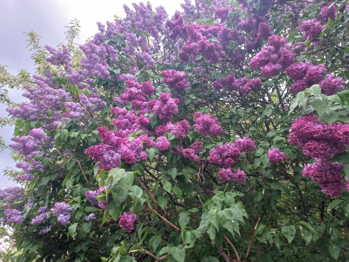 Фото автора.