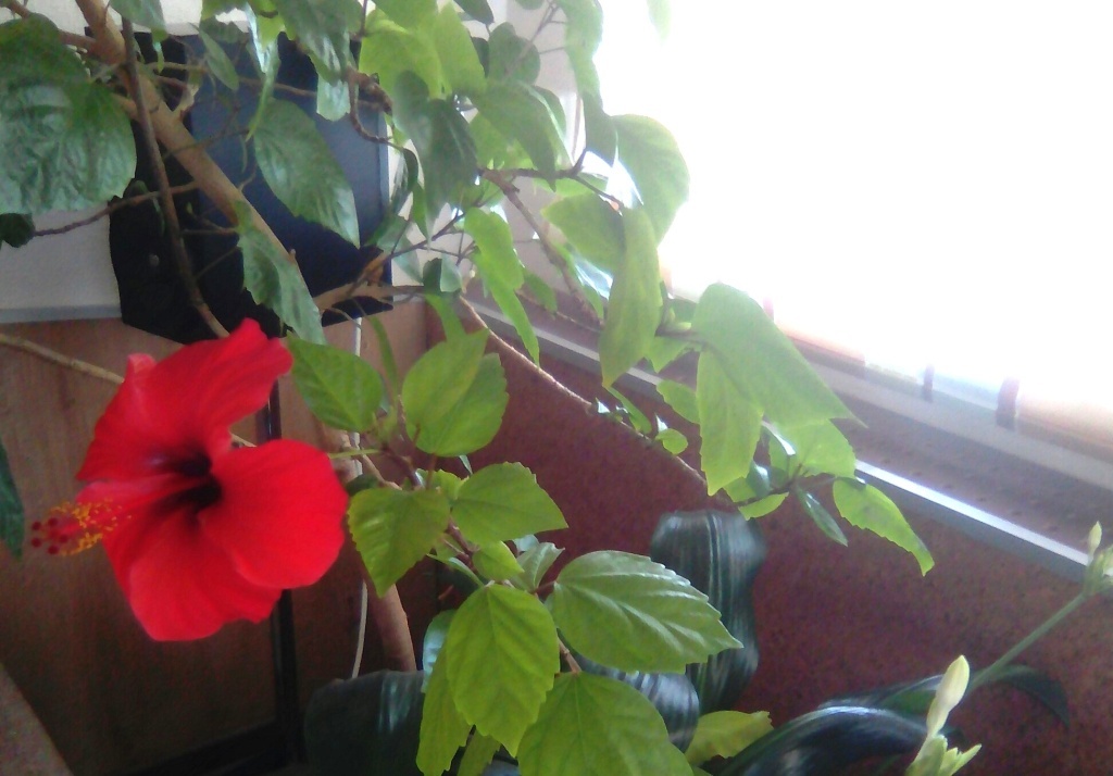  Гибискус на окне