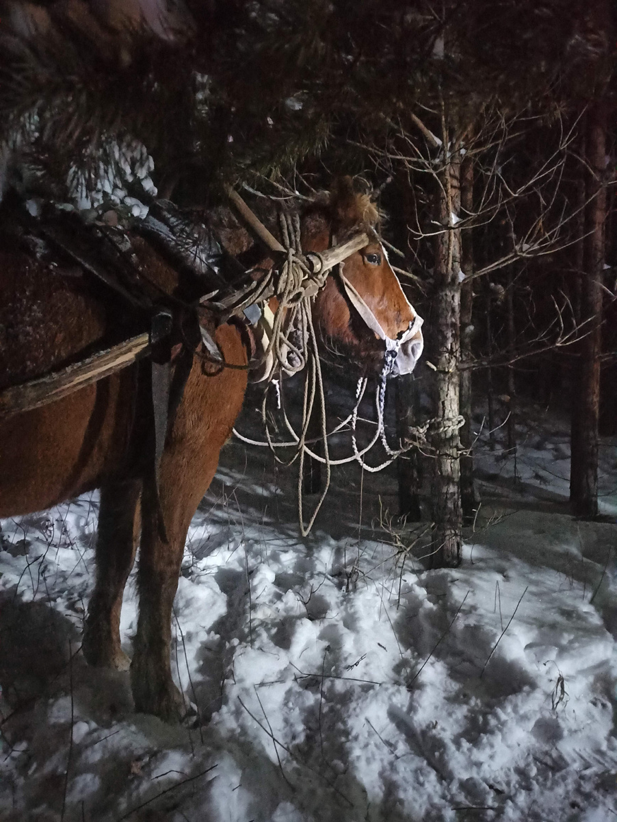 2026 год - год лошади. Желаю исполнения моих заветных желаний 🤞