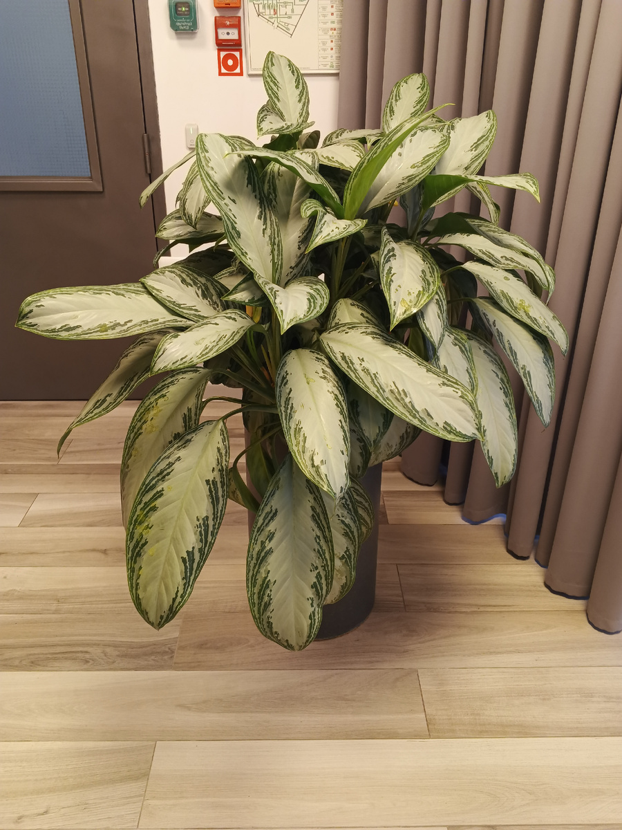 Аглаши сейчас