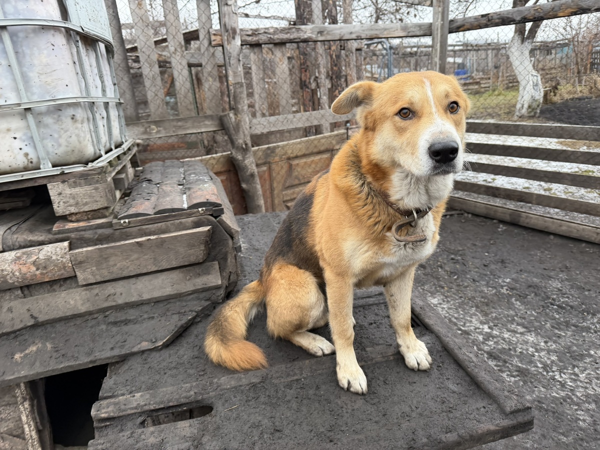 Доби. Надоело уже грязь месить.