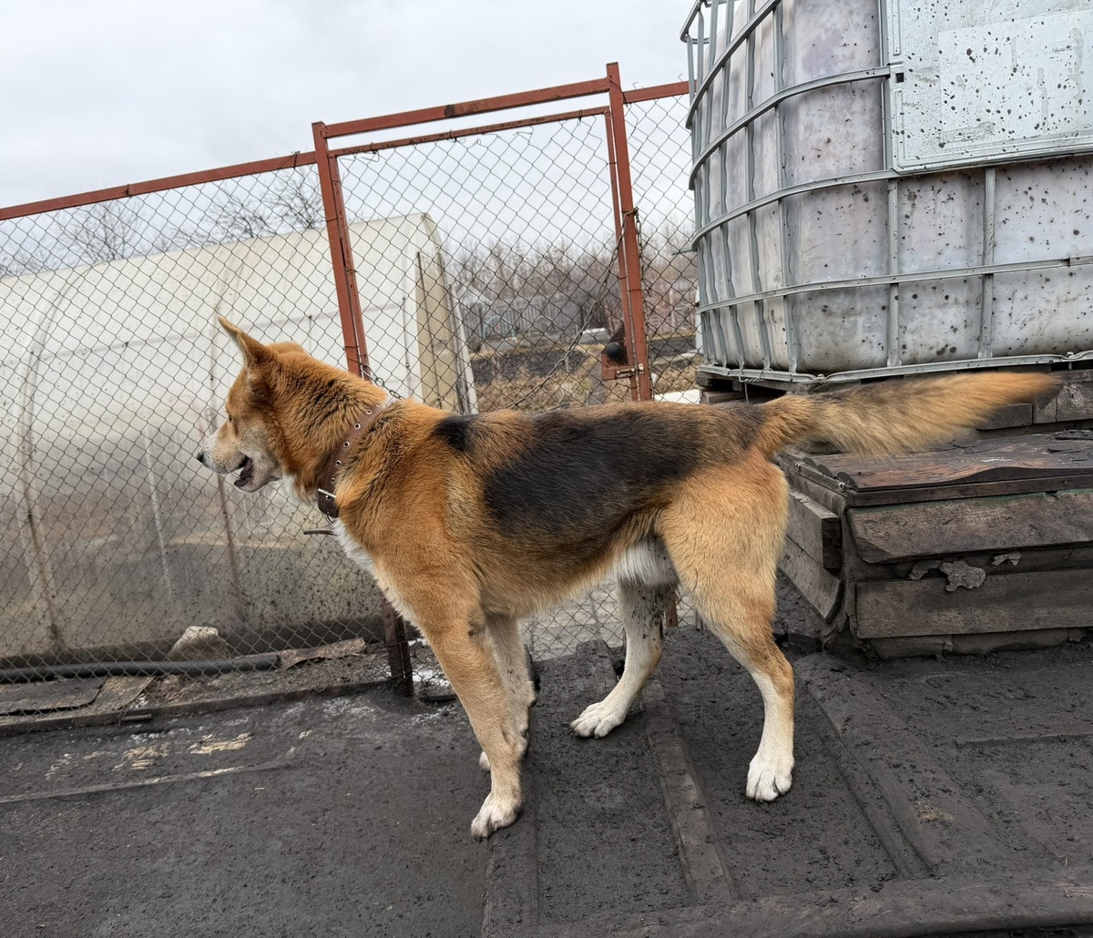 Доби. Чую, зима близко.