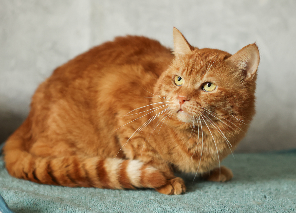 Чих, 4,5 года. Ищет дом +7 903-266-04-05