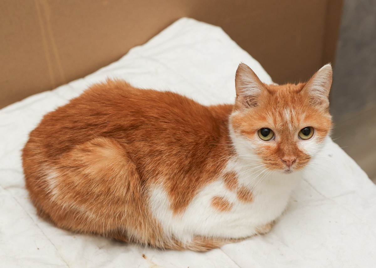 Кошка Кики, 2,5 года. Ищет дом +7 903-266-04-05