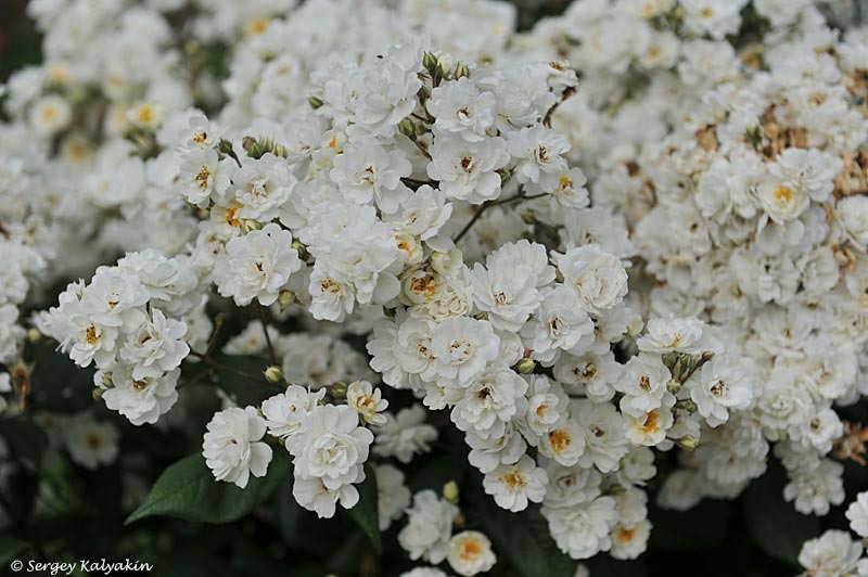 Роза 'Waterloo'. 2 фото, листайте