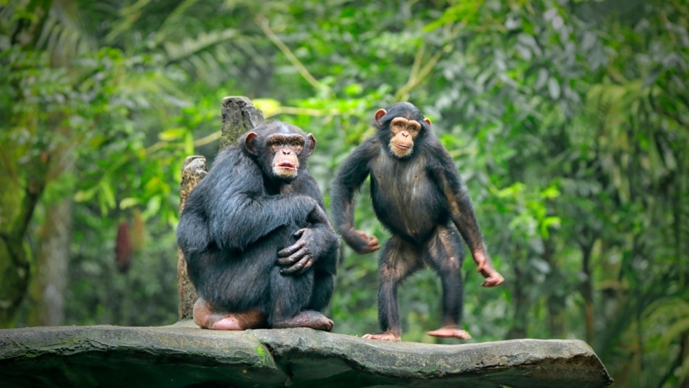     Фото: Ari Wid/Shutterstock/FOTODOM