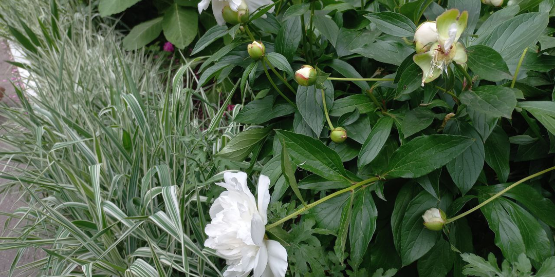 Муж-недотёпа. Глава 10.