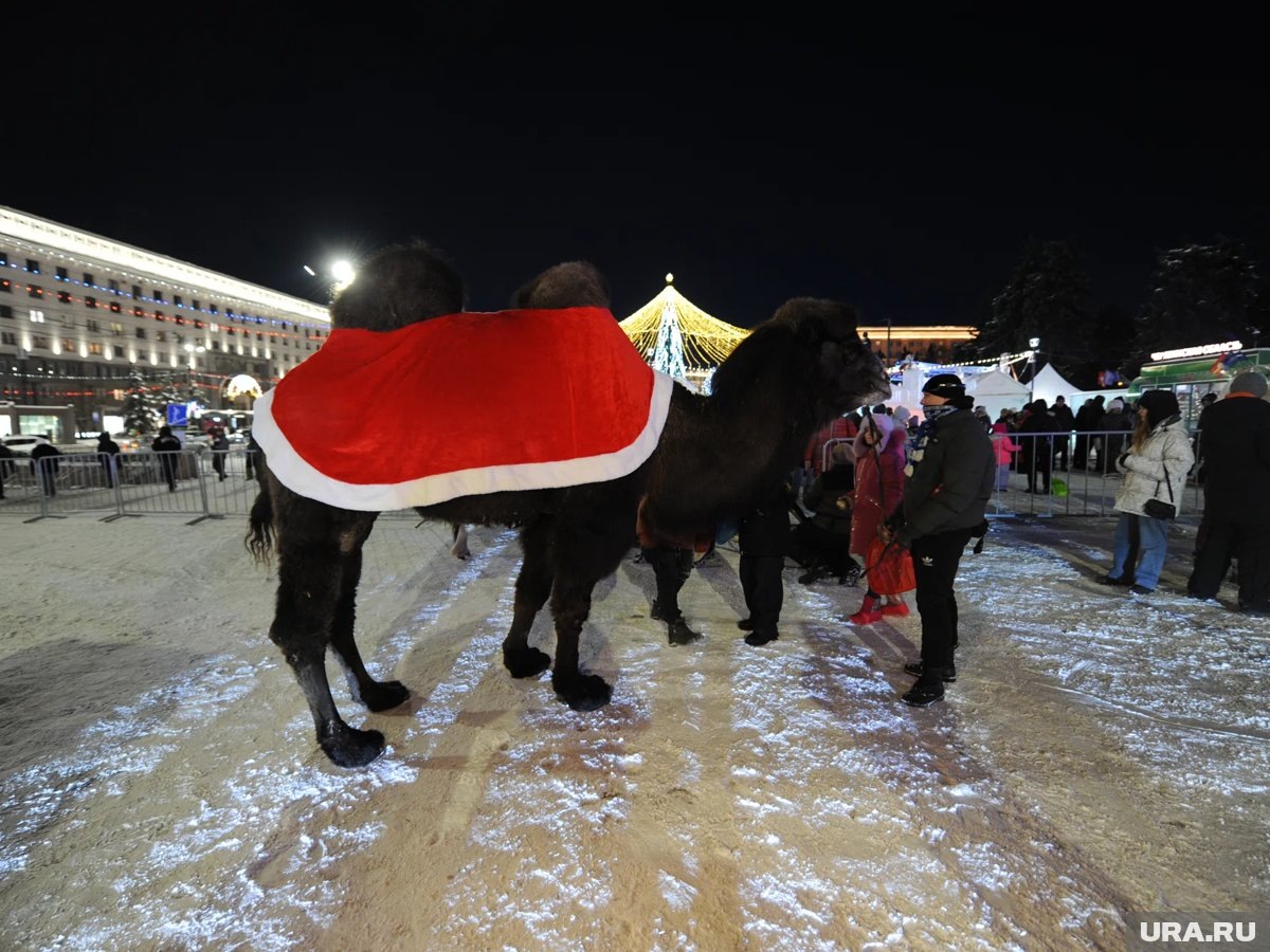    Символ Челябинской области — верблюд